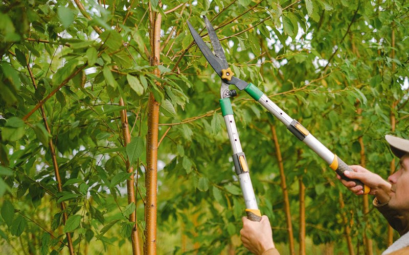 Tree trimming in Fairburn, SD