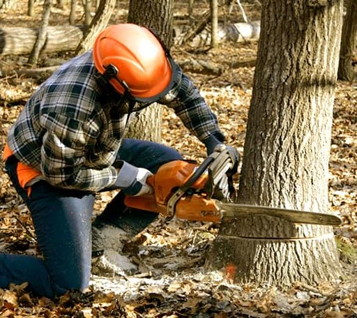 Tree Removal in Fairburn, SD